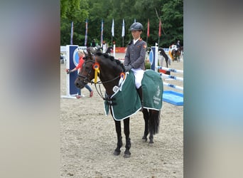 German Riding Pony, Stallion, 16 years, 14,1 hh, Brown