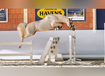 German Riding Pony, Stallion, 4 years, 14,1 hh, Palomino