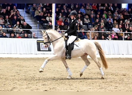 German Riding Pony, Stallion, 9 years, 14 hh, Perlino