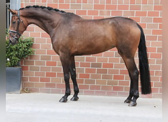 German Sport Horse, Mare, 6 years, Brown