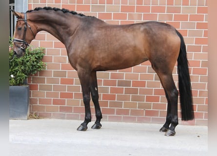 German Sport Horse, Mare, 6 years, Brown