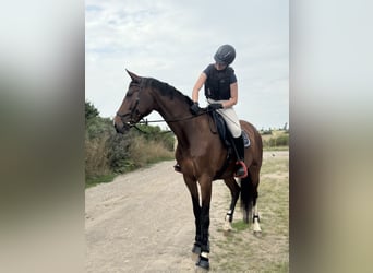 German Sport Horse, Mare, 7 years, 16,2 hh, Brown