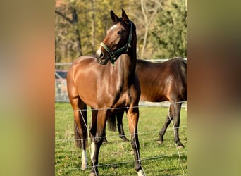 German Sport Horse, Mare, 7 years, 16,2 hh, Brown