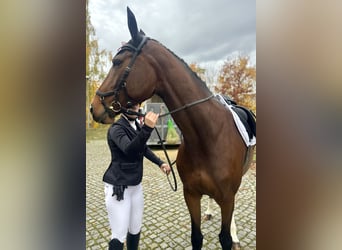 German Sport Horse, Mare, 7 years, 16,2 hh, Brown