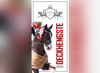 Hanoverian, Stallion, 14 years, 16,2 hh, Black