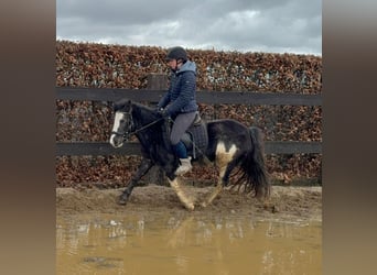 Gypsy Horse Mix, Mare, 5 years, 12,2 hh, Pinto