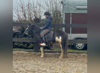 Gypsy Horse Mix, Mare, 5 years, 12,2 hh, Pinto