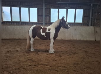 Gypsy Horse, Mare, 9 years, 14,2 hh, Pinto