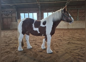 Gypsy Horse, Mare, 9 years, 14,2 hh, Pinto