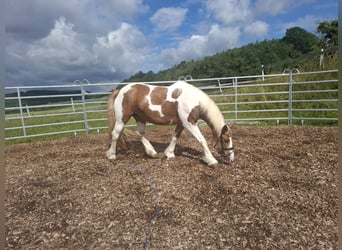 Gypsy Horse, Mare, 9 years, 14,2 hh, Pinto