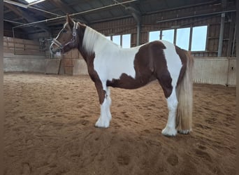 Gypsy Horse, Mare, 9 years, 14,2 hh, Pinto