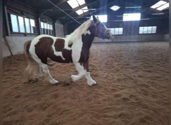 Gypsy Horse, Mare, 9 years, 14,2 hh, Pinto