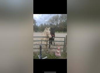 Gypsy Horse, Stallion, 1 year, 12,2 hh, Champagne