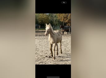 Gypsy Horse, Stallion, 1 year, 12,2 hh, Champagne