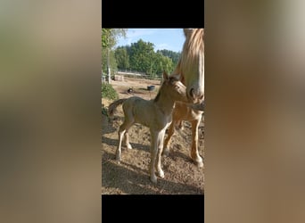 Gypsy Horse, Stallion, 1 year, 12,2 hh, Champagne