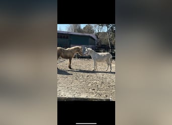 Gypsy Horse, Stallion, 1 year, 12,2 hh, Champagne