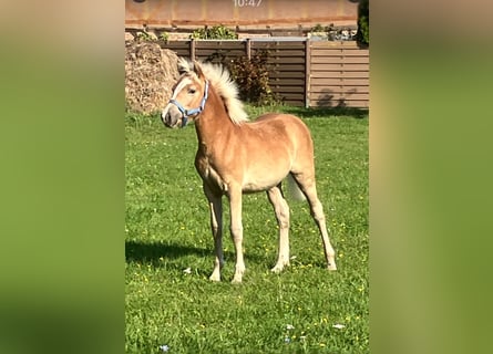 Haflinger, Mare, 1 year, Chestnut-Red