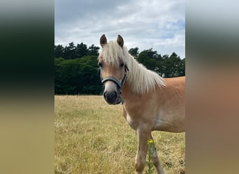 Haflinger, Stallion, 2 years, 14,2 hh
