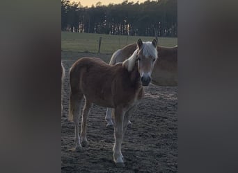 Haflinger, Stallion, 2 years, 14,2 hh