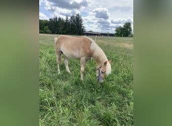 Haflinger, Stallion, 2 years, 14,2 hh