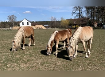 Haflinger, Stallion, 2 years, 14,2 hh