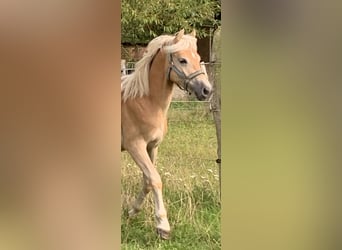Haflinger, Stallion, 2 years, 14,2 hh