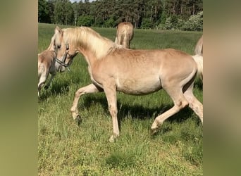 Haflinger, Stallion, 2 years, 14,2 hh