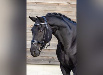 Hanoverian, Gelding, 6 years, 16,3 hh, Black