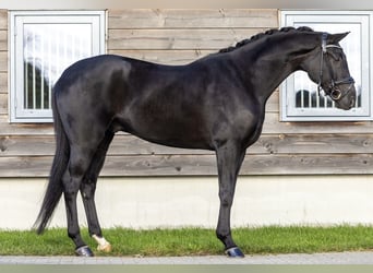 Hanoverian, Gelding, 6 years, 16,3 hh, Black