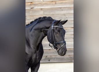 Hanoverian, Gelding, 6 years, 16,3 hh, Black