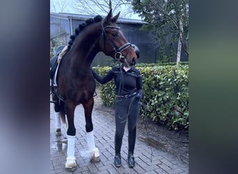 Hanoverian, Stallion, 3 years, 16 hh, Brown