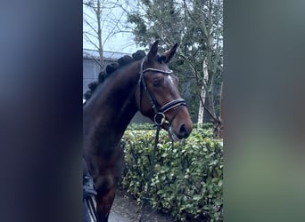 Hanoverian, Stallion, 3 years, 16 hh, Brown