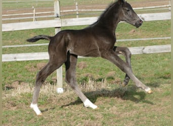 Hanoverian, Stallion, Foal (03/2026), 17 hh, Black