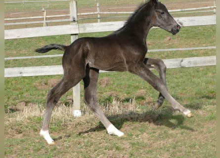 Hanoverian, Stallion, Foal (03/2026), 17 hh, Black