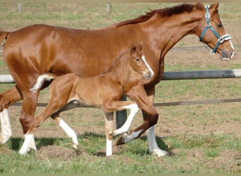 Hanoverian, Stallion, Foal (03/2026), 17 hh, Chestnut-Red