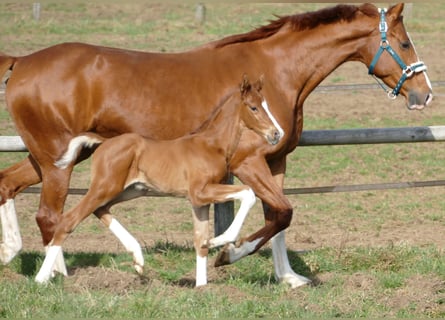 Hanoverian, Stallion, Foal (03/2026), 17 hh, Chestnut-Red