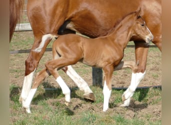 Hanoverian, Stallion, Foal (03/2026), 17 hh, Chestnut-Red