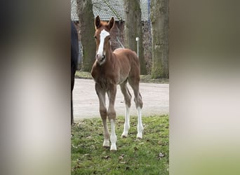 Hanoverian, Stallion, Foal (02/2026), Chestnut-Red