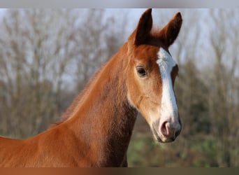 Hanoverian, Stallion, Foal (02/2026), Chestnut-Red