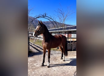 Holstein, Gelding, 5 years, 17,1 hh, Brown