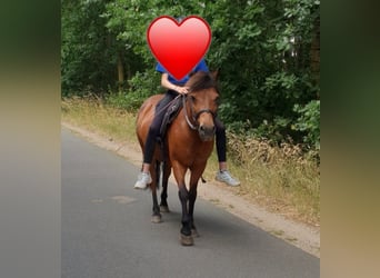 Hucul, Gelding, 18 years, 12,2 hh