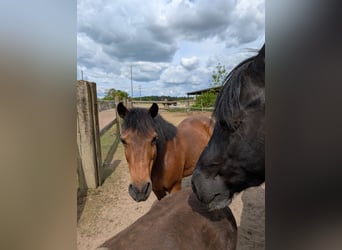 Hucul, Gelding, 18 years, 12,2 hh