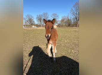 Icelandic Horse, Stallion, Foal (01/2026), 14,1 hh, Brown