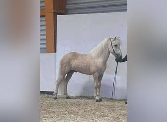 Icelandic Horse, Stallion, 6 years, 14,1 hh, Palomino