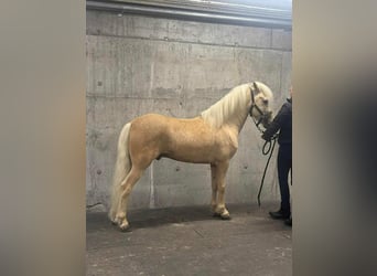 Icelandic Horse, Stallion, 6 years, 14,1 hh, Palomino