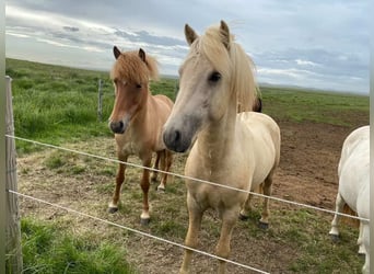 Icelandic Horse, Stallion, 6 years, 14,1 hh, Palomino