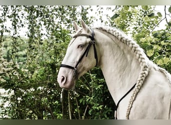 Lusitano, Stallion, 12 years, 15,3 hh, Cremello