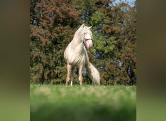 Lusitano, Stallion, 12 years, 15,3 hh, Cremello