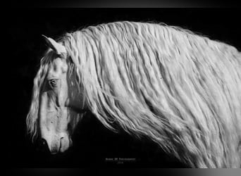 Lusitano, Stallion, 12 years, 15,3 hh, Cremello