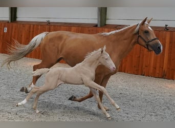 Lusitano, Stallion, 12 years, 15,3 hh, Cremello